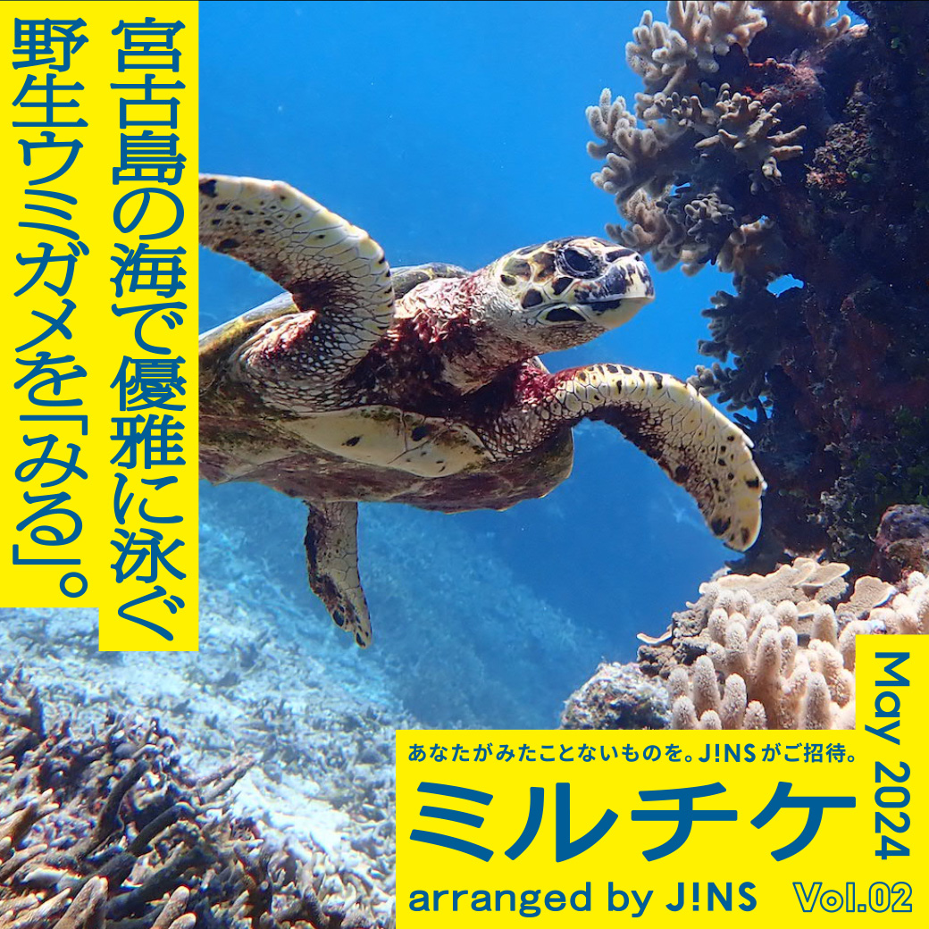 宮古島の海で、胸が高鳴る体験を。野生ウミガメの神秘的な姿を「みる」ツアーにご招待します！